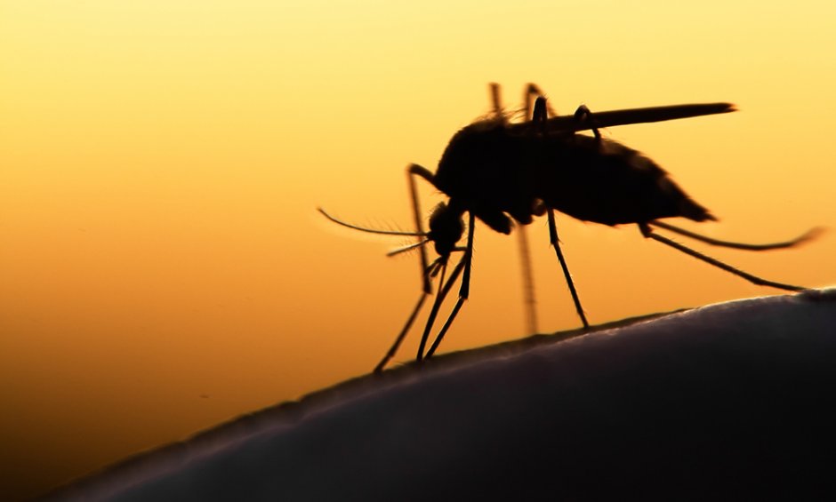 Προφυλαχθείτε από τα κουνούπια και τον ιό του Δυτικού Νείλου!