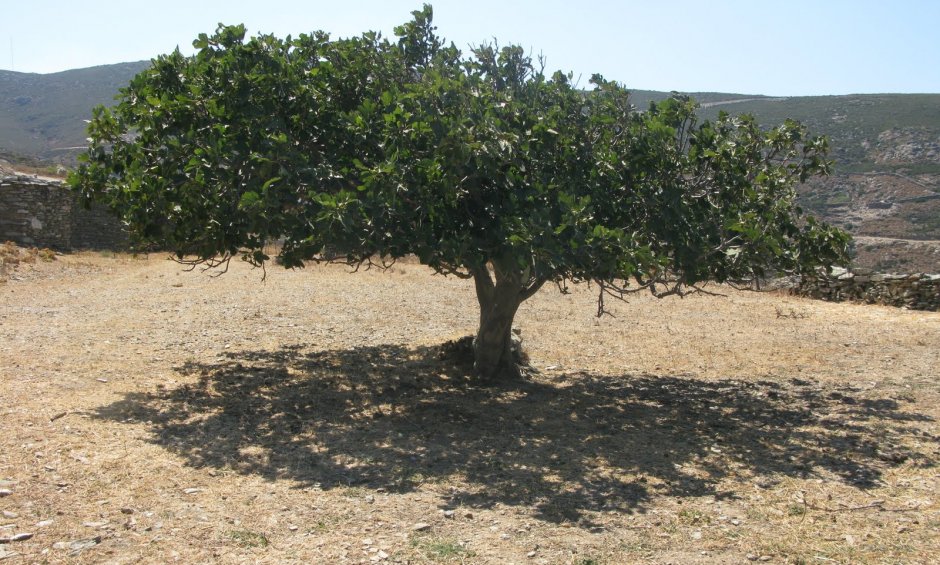 Αραρίσκοντας Ηλίας Προβόπουλος: Το μεσημέρι μιας συκιάς