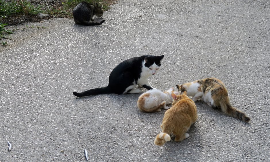 Αραρίσκοντας Ηλίας Προβόπουλος: Οι γάτες περισσότερες από τους ανθρώπους