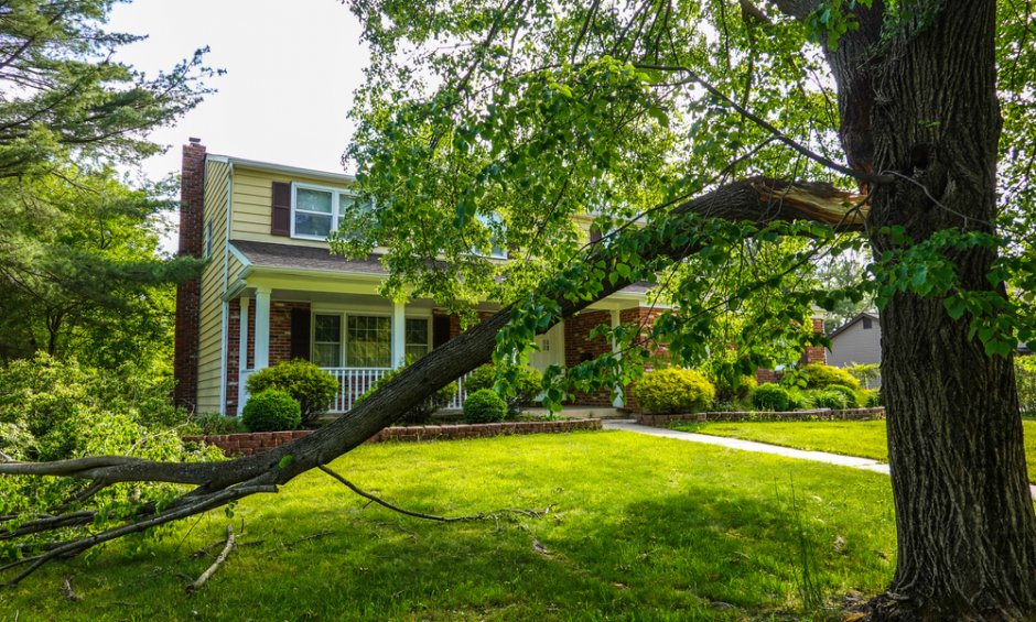 Πως καλύπτεται η «Πτώση δέντρων»; Δείτε τις μικρές διαφορές μεταξύ των εταιριών