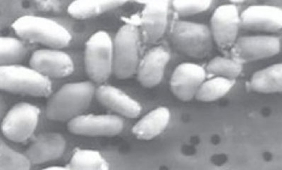 Ανακαλύφθηκε νέα μορφή ζωής στη γη