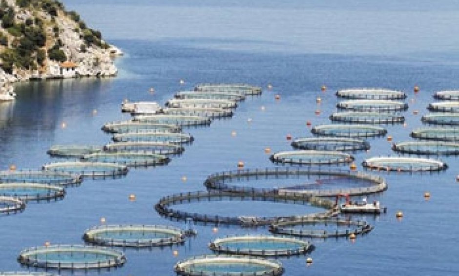 Hellastat: Σε ανοδική πορεία ο κλάδος ιχθυοκαλλιέργειας