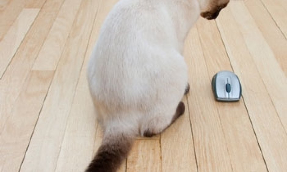 «Ζιπ, άνοιξε, ζιπ, έκλεισε!» ασφαλιστές-“γάτες” και οι νέες δυνάμεις του NextDeal.gr.