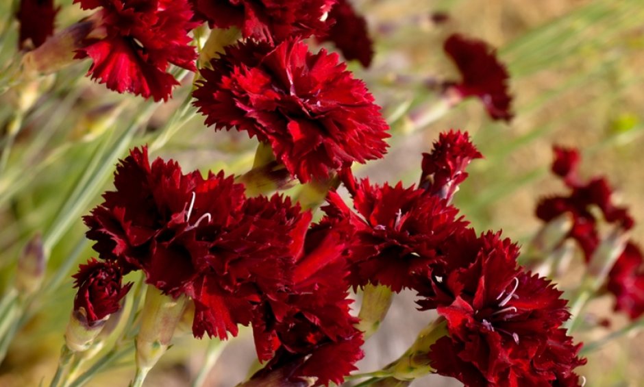 56χρονος δότης δίνει ζωή σε τέσσερις ασθενείς