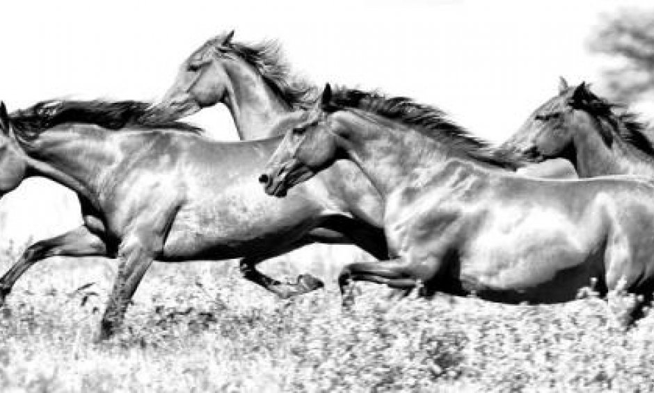 Λύστε τα  άλογα σας να καλπάσουν στις νέες πωλήσεις…
