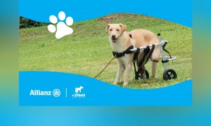 Η Allianz και η Plus2Feet συνεχίζουν να δίνουν κίνηση και ελπίδα στα ζώα που το χρειάζονται, μέσω της δράσης «Walking Together»