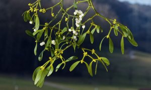 Το γκι: το φιλί και όσα κουβαλά