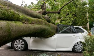 Ένα δέντρο έπεσε πάνω στο αυτοκίνητό σας! Πως θα αποζημιωθείτε γρήγορα;