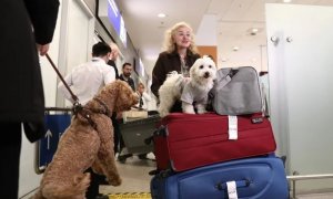 Επαναπατρισμός Ελλήνων από τα ΗΑΕ μαζί με τα κατοικίδιά τους