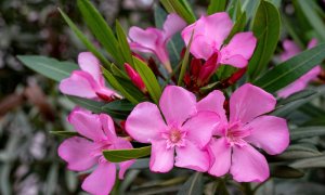 Προειδοποίηση ΕΟΔΥ: Τοξικότητα και κίνδυνοι από το φυτό πικροδάφνη