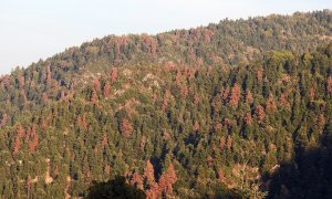 Τα δάση ξεραίνονται όταν τα έχουν ξεχάσει οι άνθρωποι