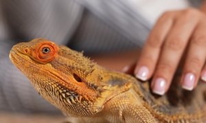 Ασφάλιση για pets με «ψυχρό αίμα»: Γιατί οι σιωπηλοί κίνδυνοι απαιτούν «θερμή» ασφαλιστική κάλυψη