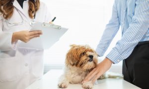 Ασφάλιση για pets με χρόνιες παθήσεις: Καταρρίπτοντας τον μεγαλύτερο μύθο της αγοράς