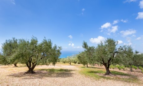 Παράταση της ημερομηνίας καταβολής της ειδικής ασφαλιστικής εισφοράς υπέρ ΕΛΓΑ έτους 2017