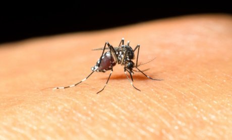 Ο δερματολόγος Δρ. Μάρκος Μιχελάκης συμβουλεύει πως να αποφύγετε τα τσιμπήματα από τα κουνούπια!