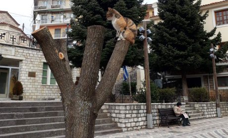 Αραρίσκοντας Ηλίας Προβόπουλος: Πώς κατάντησε ένα δέντρο στο Καρπενήσι!
