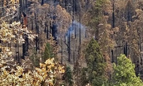 Μια γιγαντιαία σεκόγια εξακολουθεί να καίγεται από το καλοκαίρι του 2020