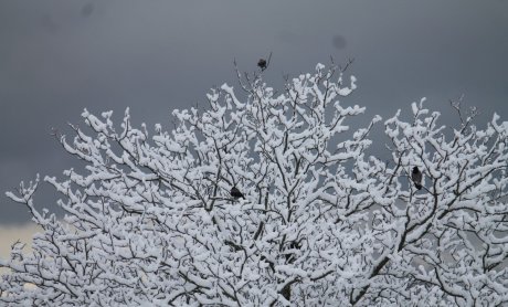 Αραρίσκοντας Ηλίας Προβόπουλος:Κοράκια στο χιόνι!