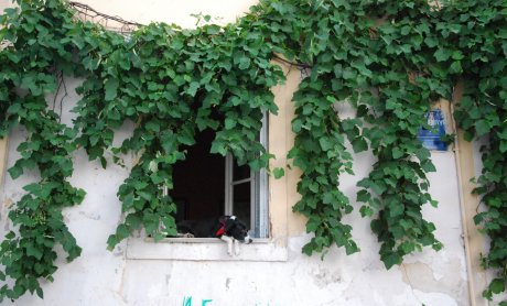 Αραρίσκοντας Ηλίας Προβόπουλος: Ένας σκύλος με φουλάρι στο παράθυρο