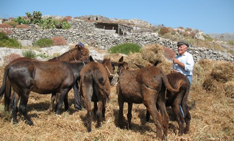 Αραρίσκοντας Ηλίας Προβόπουλος: Όταν η σοδειά της φάβας φτάνει στο αλώνι