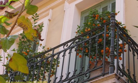 Αραρίσκοντας Ηλίας Προβόπουλος: Μια πορτοκαλιά καρπίζει στο μπαλκόνι