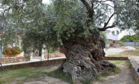 Η ελιά της Όρσας στη Σαλαμίνα που φύτεψε ο Πεισίστρατος και το χριστουγεννιάτικο δέντρο!