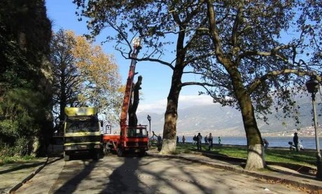 Ηλίας Προβόπουλος: Τα πλατάνια που χάνουμε 