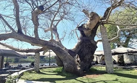 Ο ιστορικός πλάτανος της Άρτας «έφυγε από γηρατειά» - Σενάρια για τη διατήρηση του κορμού ως μνημείο