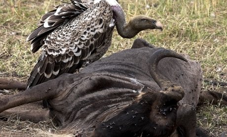 Οι εισπρακτικές εταιρίες και οι τράπεζες καλά κρατούν