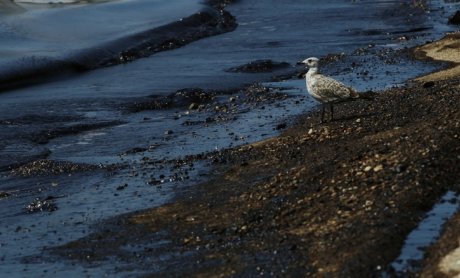IOPC Funds: Θα αποζημιωθούν όσοι επλήγησαν από την πετρελαιοκηλίδα