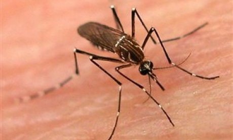 Δύο είναι ο αριθμός των θυμάτων του ιού του Νείλου