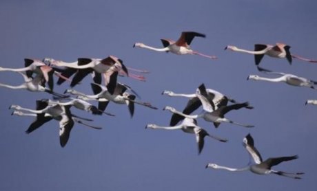 Οι Μεγάλες μεταναστεύσεις συμβολαίων, πελατών, ασφαλιστών και άλλων όντων της στεριάς και θάλασσας.