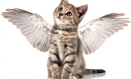 Η απαγόρευση λήψης προμηθειών για σύνθετα προϊόντα ζωής και δανείων μήπως οδηγήσει στο ΤΕΛΟΣ των προμηθειών διαμεσολαβούντων;