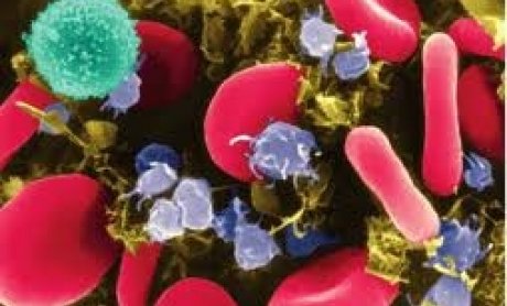 Τα βλαστικά κύτταρα ζουν και μετά θάνατον!