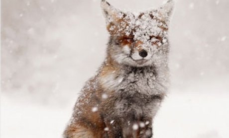Η λύσσα στην Ελλάδα του χθες και του σήμερα