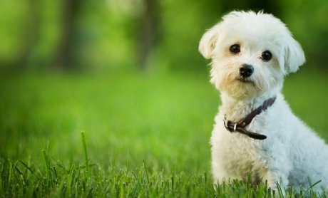 Πόσα πλήρωσαν οι Βρετανοί ασφαλιστές για αποζημιώσεις κατοικίδιων;