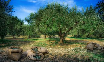 Χωρίς περιορισμούς το μάζεμα της ελιάς - Ποια έγγραφα χρειάζονται!