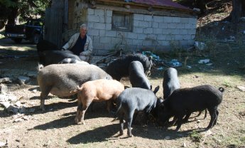 Αραρίσκοντας Ηλίας Προβόπουλος: Περιμένοντας τα Χριστούγεννα!