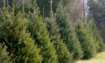 Η αγορά χριστουγεννιάτικων δέντρων, τα περιζήτητα έλατα Ταξιάρχη Χαλκιδικής και οι ασφαλιστές! 