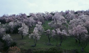 Αραρίσκοντας Ηλίας Προβόπουλος: Οι αμυγδαλιές και η Άνοιξη