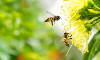 Κι αν εξαφανιστούν οι μέλισσες;