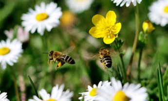Προσοχή! Οι ασφαλιστές δεν μοιάζουν με μέλισσες, ούτε οι εταιρίες με λουλούδια!