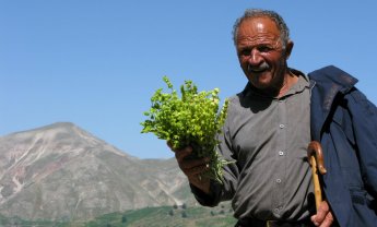 Αραρίσκοντας Ηλίας Προβόπουλος: Η λεηλασία του τσαγιού