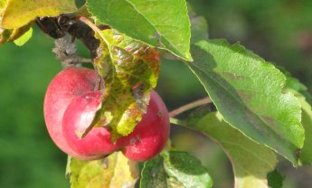 Αραρίσκοντας Ηλίας Προβόπουλος: Τα άσχημα μήλα είναι πιο γλυκά!
