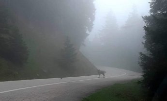 Ένα αντάμωμα με λύκο, του Ηλία Προβόπουλου