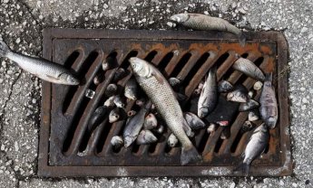 Ηλίας Προβόπουλος: Όταν πνίγονται και τα ψάρια…