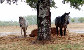 Ηλίας Προβόπουλος: Δυο άλογα στον κάμπο
