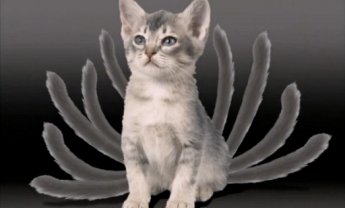 Οι 'ουρές', η Evima και οι καταναλωτές. Ποιος κερδίζει, ποιος χάνει;