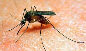 Πως μεταδίδεται ο ιός του Δυτικού Νείλου. Και δεύτερο κρούσμα στην Αθήνα 