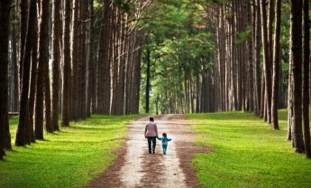Έννοια δάσους: Χρήσιμο για ασφαλιστές 